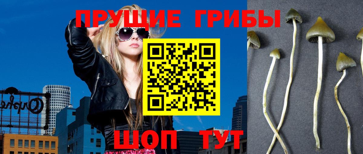 Галлюциногенные грибы Psilocybine cubensis Кстово
